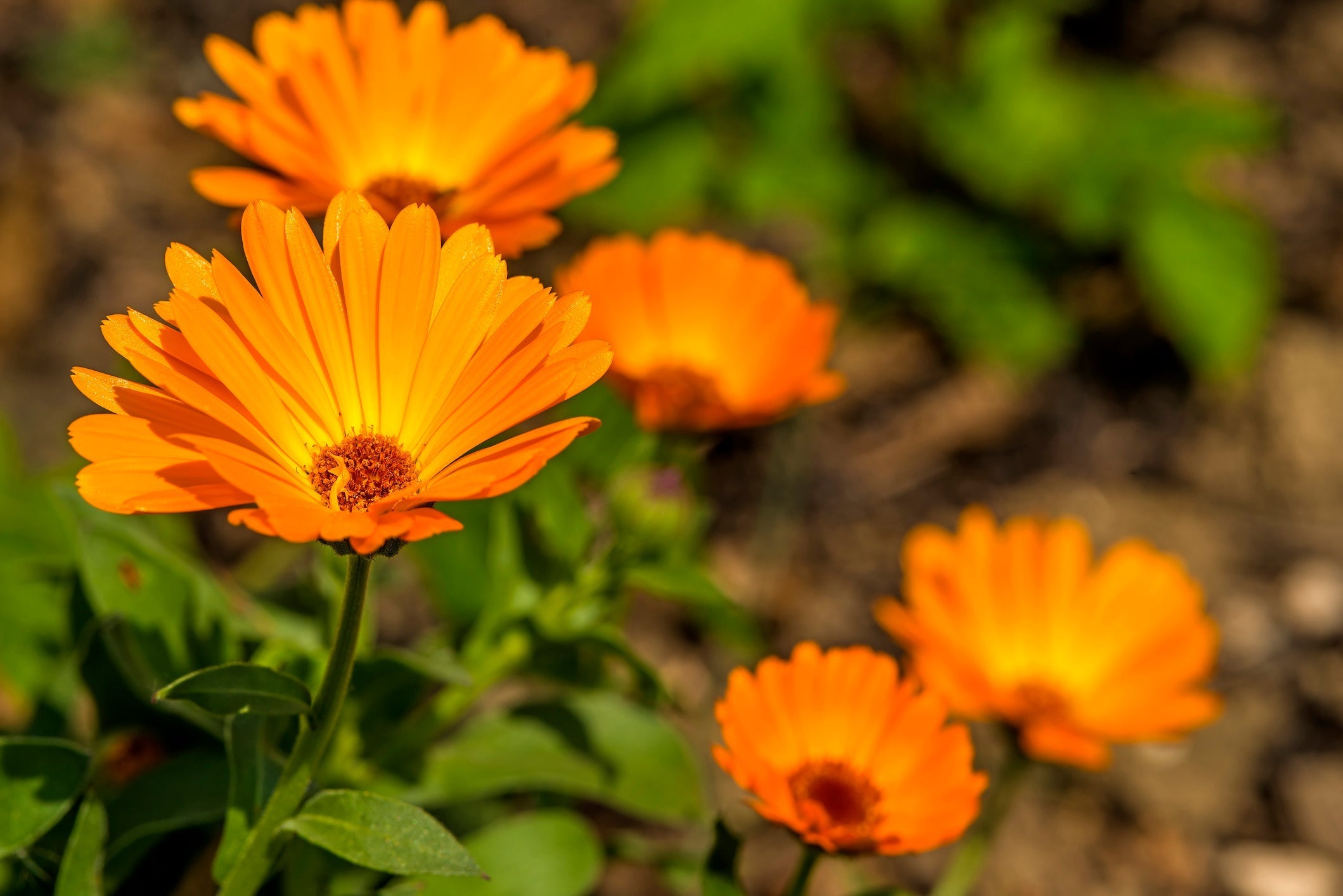 Essential Oil Guide to Calendula