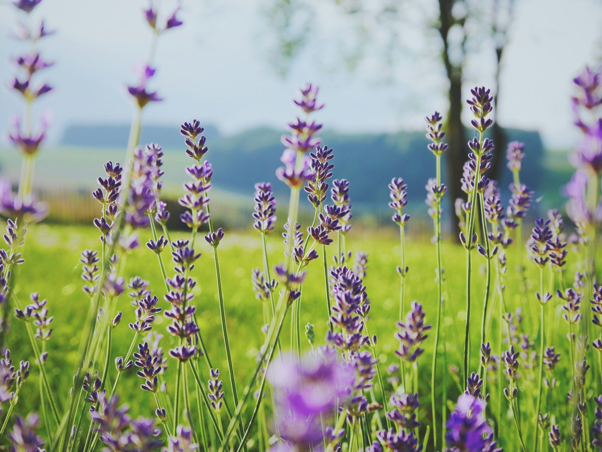 Our Guide to Lavender Essential Oil
