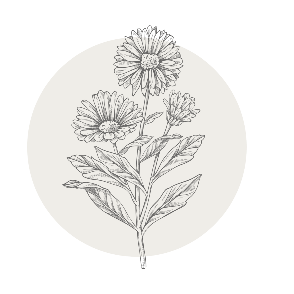 Calendula