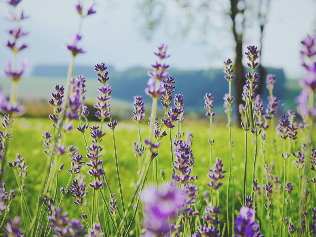 lavender essential oil