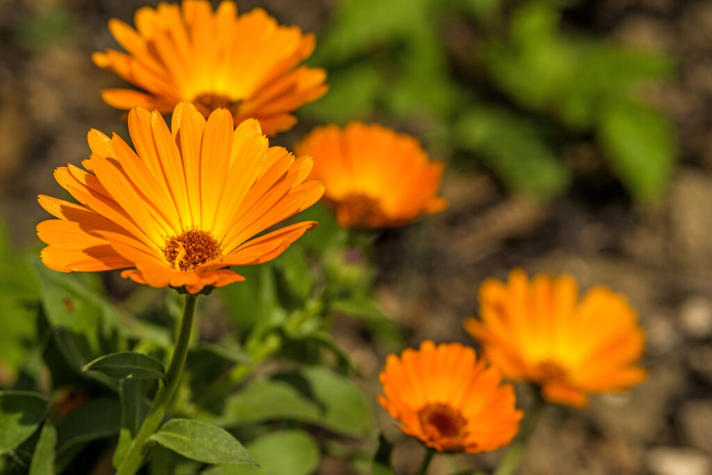 Calendula