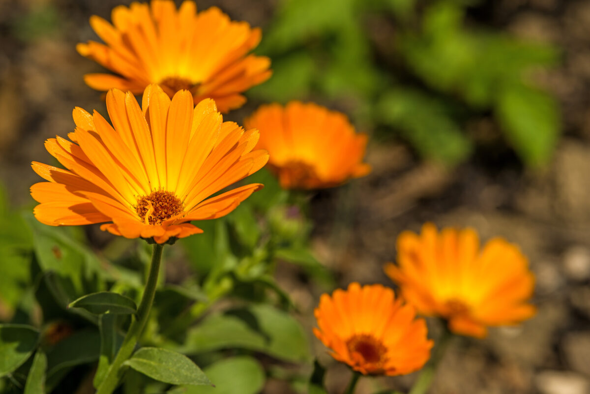 Calendula